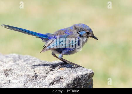 Wunderschöne Fee Wren. Malurus Splendens. Männliche Lossing seine Zucht Gefieder, Margaret River Region, South Western Australia. Stockfoto