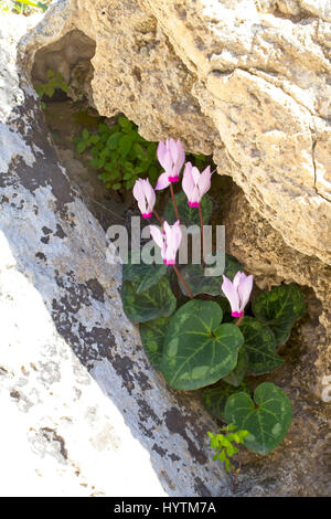 Persische Alpenveilchen (Cyclamen Persicum), wächst in einer Felsspalte Akamas Penisula, Paphos, Zypern. Stockfoto