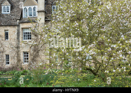 Magnolie in Worcester College im Frühjahr. Oxford, Oxfordshire, England Stockfoto