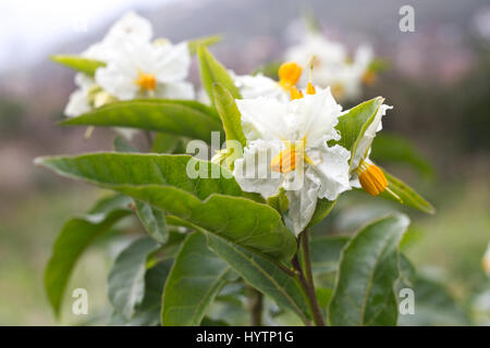 Solanum weiße Blume Makro. Blühende Kartoffel. Natürlichen Hintergrund Garten Stockfoto