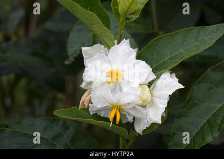 Solanum weiße Blume Makro. Blühende Kartoffel. Natürlichen Hintergrund Garten Stockfoto