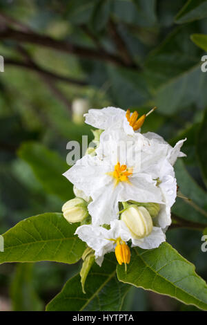 Solanum weiße Blume Makro. Blühende Kartoffel. Natürlichen Hintergrund Garten Stockfoto