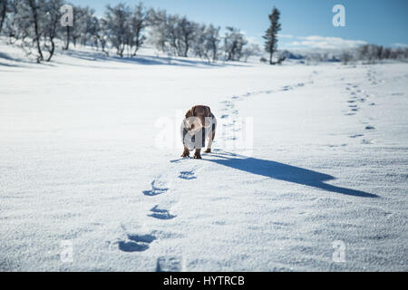 Eine schöne braune Dackel Hund mit einem gestrickten Pullover, Wandern im Schnee Stockfoto