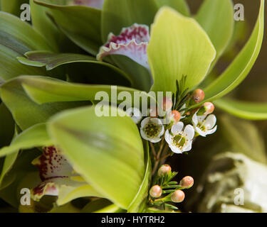 Orchideen und Wachs Blume. Grüne Bouquet.  Close-up. Stockfoto