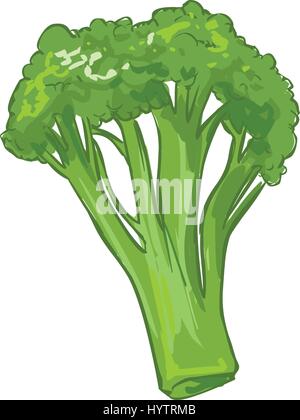 weißem Hintergrund Vektor-Illustration ein gesundes Gemüse Brokkoli Stock Vektor