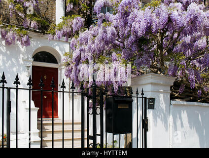 Blühende Wisteria Baum vor einem Haus an einem sonnigen Tag Stockfoto