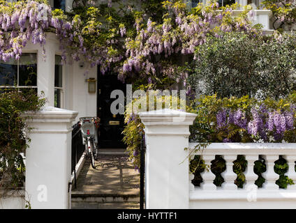 Blühende Wisteria Baum Vertuschung einer Hausfassade in Notting Hill, London Stockfoto