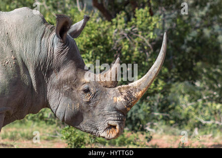 Ein Erwachsenen Breitmaulnashorn Stier Nahaufnahme Foto Stockfoto