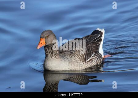 Ein Toulouse Gänse schwimmen auf dem Teich Stockfoto