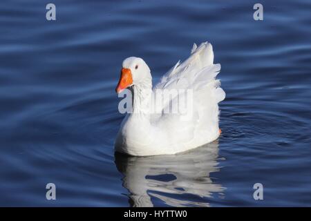 Ein Toulouse Gänse schwimmen auf dem Teich Stockfoto