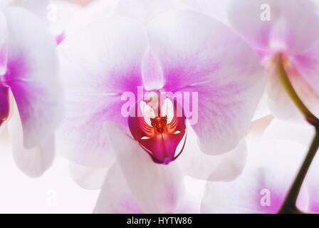 Schöne weiße und rosa Orchidee. Stockfoto