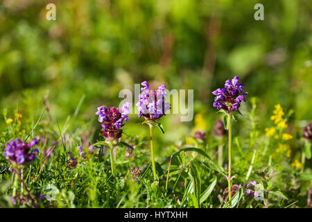 Self-heal Prunella Vulgaris auf Kreide Downland Broughton, Hampshire und Isle Of Wight Wildlife Trust Reserve in der Nähe von Broughton Hampshire England UK Ju Stockfoto