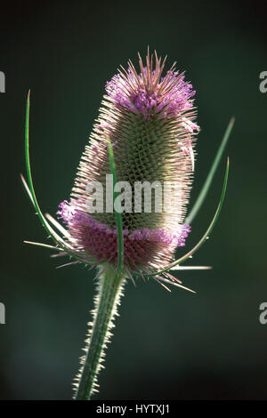 Karde Dipsacus fullonum Stockfoto