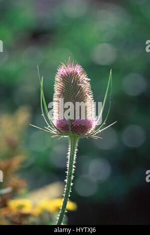 Karde Dipsacus fullonum Stockfoto