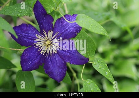 Clematis-Blüte Stockfoto