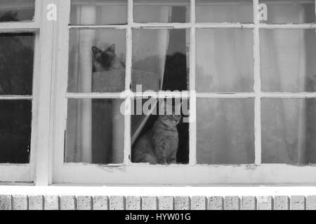 Zwei Katzen starrte neugierig aus dem Fenster am Nachmittag. Stockfoto