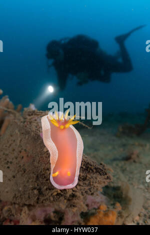 Hypselodoris Apolegma ist eine Art von farbenfrohe Seeschnecke oder Dorid Nacktschnecken, eine marine Gastropode Molluske in der Familie Chromodorididae. Stockfoto