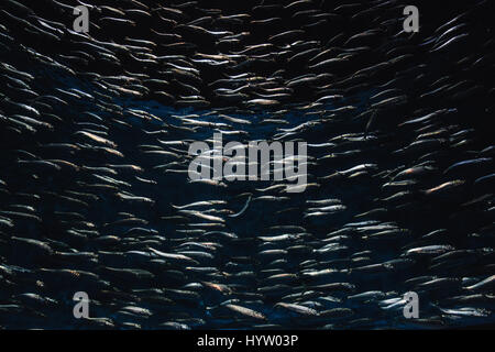 Fischschwarm im Monterey Bay Aquarium, Kalifornien, USA Stockfoto