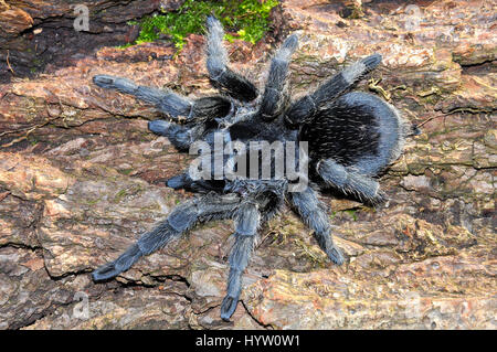 Brasilianische Black Tarantula (Lebensraum Pulchra) Stockfoto