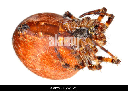 Nahaufnahme von einem weiblichen europäischen Gartenkreuzspinne (Araneus Diadematus) von unter Stockfoto