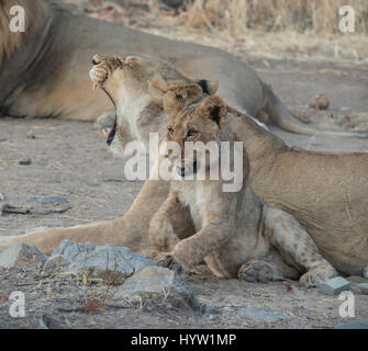 Lion: Panthera Leo. Namibia Stockfoto