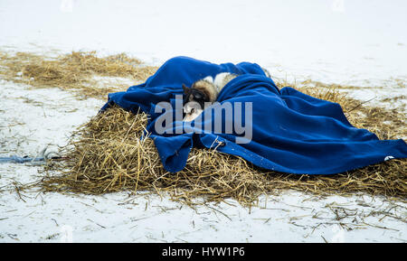 Long Distance sibirische Schlittenhunde ruht in Decken während des Rennens in Norwegen Stockfoto