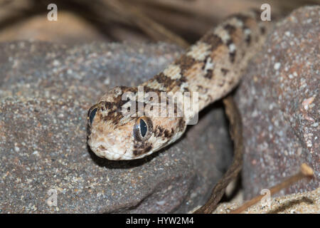 Ocellated Säge skaliert Viper (Echis Ocellatus) Stockfoto