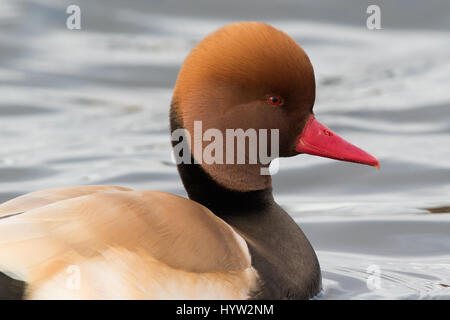 männlichen rot-crested Tafelenten (Netta Rufina) Stockfoto