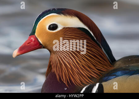 Kopfschuss eine männliche Mandarinente (Aix Galericulata) Stockfoto