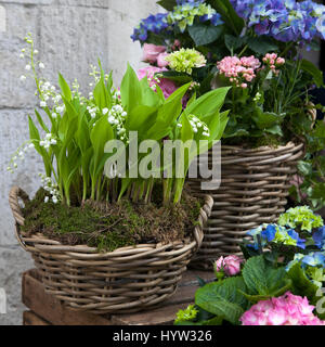 Weiße Lilien des Tales in einem Weidenkorb Stockfoto