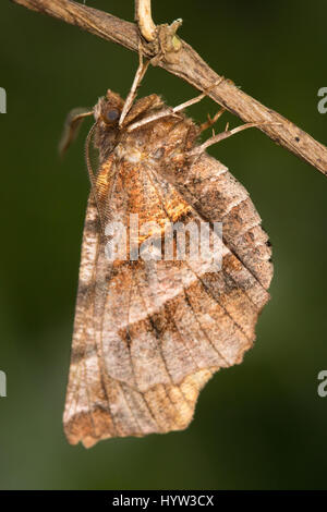 Frühe Thorn (Selenia Dentaria) Motte hängen an einem Ast wie ein totes Blatt Stockfoto