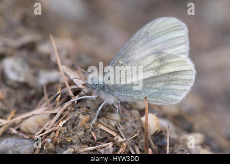 Kleine weiße Berg (Pieris Ergane), ernähren sich von Kot Stockfoto