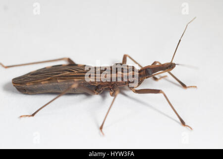 Erwachsenen Rhodnius Prolixus (Kissing Bug) - das Insekt, das den Parasiten (Trypanosomen Trypanosoma) überträgt, der Chagas-Krankheit verursacht Stockfoto