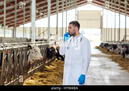 Tierarzt Doktor ruft über Handy und Kühe am Bauernhof Stockfoto