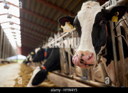 Herde Kühe essen Heu im Kuhstall am Milchbetrieb Stockfoto