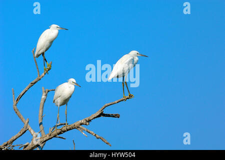 Drei kleine Reiher, Egretta Garzetta, thront auf Baum in der Camargue-France Stockfoto