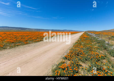 Feldweg in Mohn Wildblumen-Felder in der Nähe von Lancaster, Kalifornien. Stockfoto