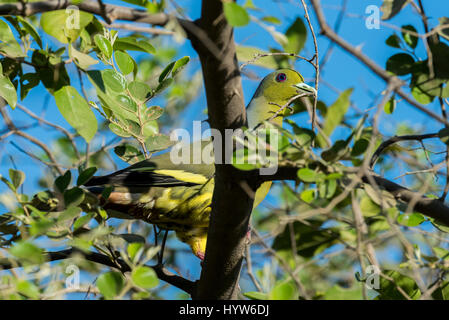 Sri Lanka, Tissamaharama, Yala-Nationalpark, Abschnitt 1. Kaiserliche grüne Taube aka grüne imperial Taube (Ducula Aenea) großen Wald Taube. Stockfoto