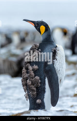 Mauser Königspinguin Küken Stockfoto