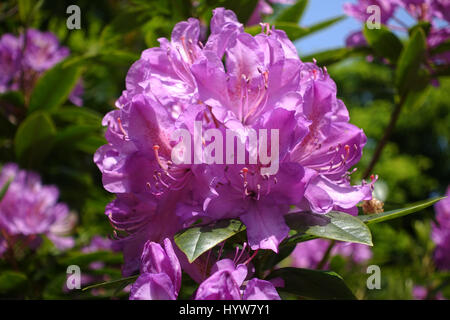 Rosa Rhododendron Blüten Nahaufnahme Stockfoto