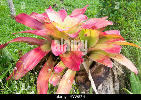 Bunte Bromelien Pflanzen in einem Garten in Thailand Stockfoto