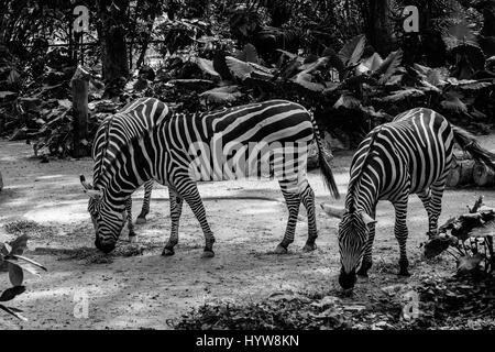 Seitenansicht des Zebras Essen Stockfoto