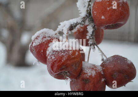 Holzäpfel auf schneebedeckten Zweigen. Stockfoto