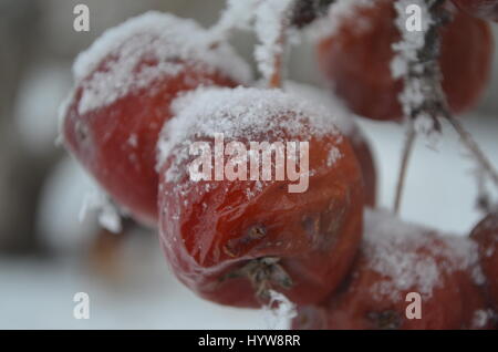 Holzäpfel auf schneebedeckten Zweigen. Stockfoto