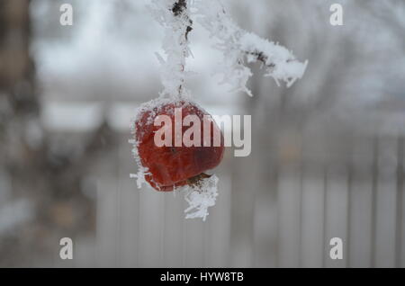 Schneebedeckte Holzapfel. Stockfoto