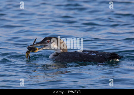 Gemeinsamen Loon / große nördliche Taucher / große nördliche Loon (Gavia Immer) im Winterkleid, Schwimmen im Meer mit Krabben in Schnabel gefangen Stockfoto