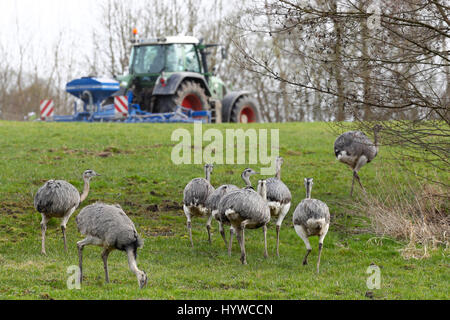 Eine Gruppe von wilden Nandus kann auf einem Feld zwischen Schlagsdorf und Utecht, Deutschland, 31. März 2017 gesehen werden. Europas einzige wilde Rhea Bevölkerung beherrscht die Wintermonaten und derzeit wächst. Mehr als 220 Tiere wurden Ende März an der Grenze zwischen Mecklenburg-Vorpommern und Schleswig-Holstein in Norddeutschland gezählt. Foto: Christian Charisius/dpa Stockfoto