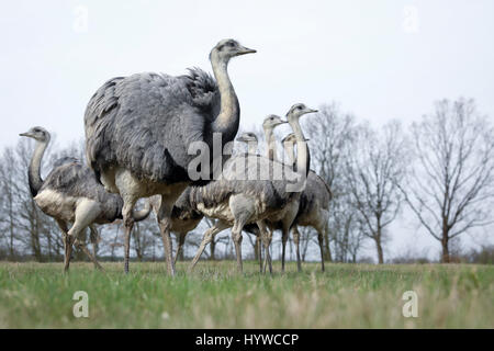 Eine Gruppe von wilden Nandus kann auf einem Feld zwischen Schlagsdorf und Utecht, Deutschland, 31. März 2017 gesehen werden. Europas einzige wilde Rhea Bevölkerung beherrscht die Wintermonaten und derzeit wächst. Mehr als 220 Tiere wurden Ende März an der Grenze zwischen Mecklenburg-Vorpommern und Schleswig-Holstein in Norddeutschland gezählt. Foto: Christian Charisius/dpa Stockfoto