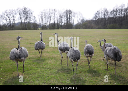 Eine Gruppe von wilden Nandus kann auf einem Feld zwischen Schlagsdorf und Utecht, Deutschland, 31. März 2017 gesehen werden. Europas einzige wilde Rhea Bevölkerung beherrscht die Wintermonaten und derzeit wächst. Mehr als 220 Tiere gezählt wurden Ende März an der Grenze zwischen Mecklenburg-Vorpommern und Schleswig-Holstein im nördlichen Deutschland. > Foto: Christian Charisius/Dpa Stockfoto