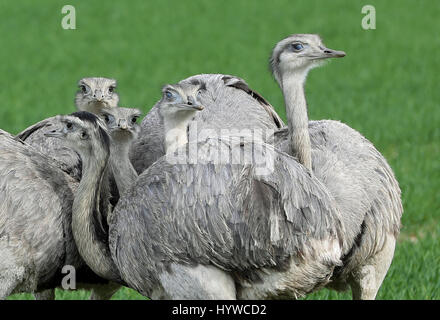 Eine Gruppe von wilden Nandus kann auf einem Feld zwischen Schlagsdorf und Utecht, Deutschland, 31. März 2017 gesehen werden. Europas einzige wilde Rhea Bevölkerung beherrscht die Wintermonaten und derzeit wächst. Mehr als 220 Tiere wurden Ende März an der Grenze zwischen Mecklenburg-Vorpommern und Schleswig-Holstein in Norddeutschland gezählt. Foto: Christian Charisius/dpa Stockfoto